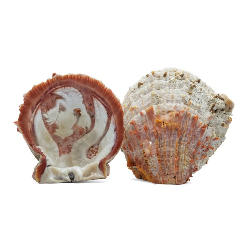 Ceramic Dragon Oyster Shell Design